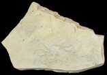 Jurassic Brittle Stars (Sinosura) Fossils - Solnhofen #69086-1